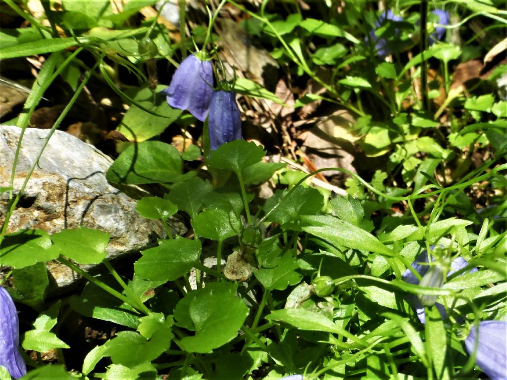 Campanula rotundifolia / Campanula soldanella